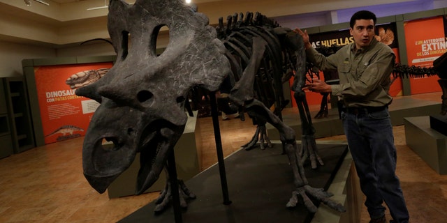 File photo: Mexican paleontologist Hector Rivera explains to the media with a scale replica how Yehuecauhceratops dinosaur looks during a news conference at the Desert Museum in Saltillo, Mexico February 10, 2017. (REUTERS/Daniel Becerril)