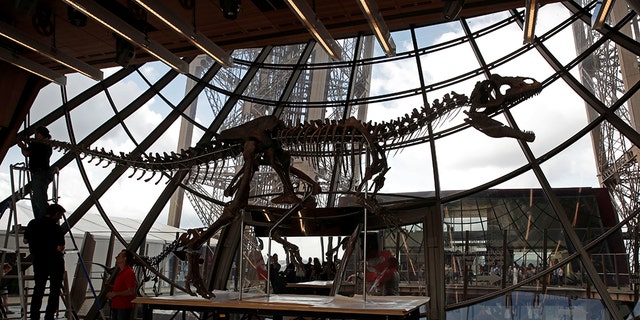 Workers reconstruct dinosaur fossil at the Eiffel tower, in Paris, France, June 2, 2018 ahead of its auction on Monday. (REUTERS/Philippe Wojazer)
