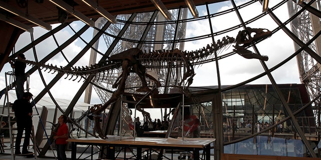 Workers reconstruct dinosaur fossil at the Eiffel tower, in Paris, France, June 2, 2018 ahead of its auction on Monday. (REUTERS/Philippe Wojazer)