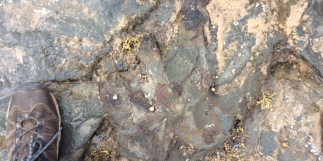 The damaged dinosaur footprint (credit: Parks Victoria)
