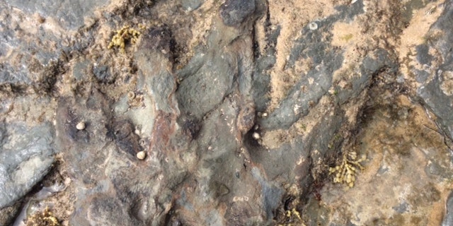 The vandalized dinosaur footprint (credit: Parks Victoria)