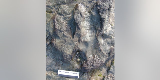 The theropod dinosaur footprint before it was vandalized (credit: Parks Victoria)