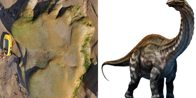 The dinosaur footprint/Apatosaurus, a type of sauropod (© The Hunterian, University of Glasgow/iStock/Warpaintcobra)