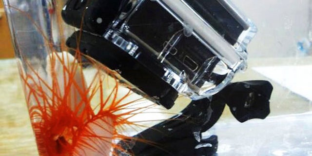 A GoPro camera records the flashes of a disco clam in an aquarium.