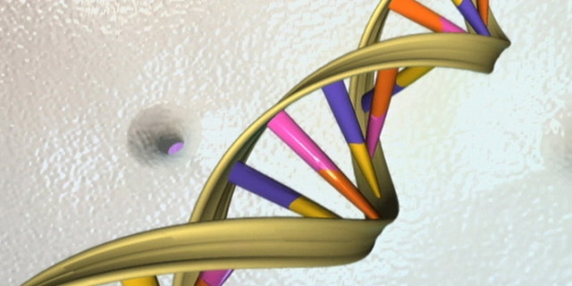 A DNA double helix is seen in an undated artist's illustration released by the National Human Genome Research Institute to Reuters on May 15, 2012.