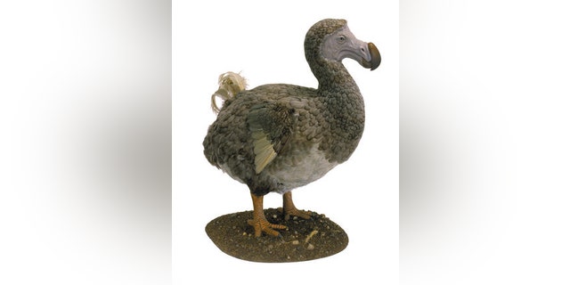 A model of a dodo that will be on display in the Museum’s upcoming exhibition about the relationships between birds and dinosaurs, Dinosaurs Among Us. (AMNH/C. Chesek)