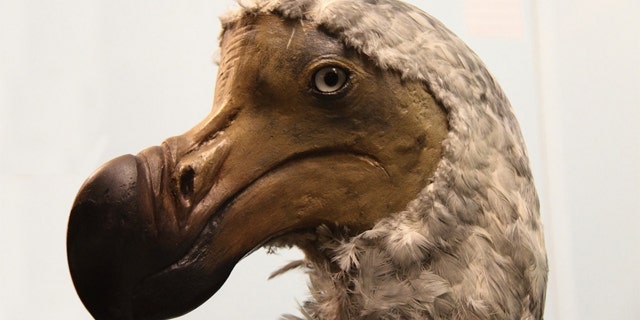The government must act quickly before more of Earth's species go the way of the dodo.