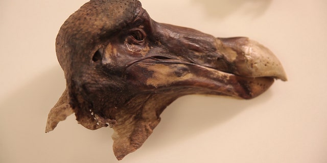 last dodo bird killed at zoo