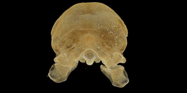 Scan of the Oxford dodo skull - with shot pellets shown in white (credit WMG, University of Warwick)