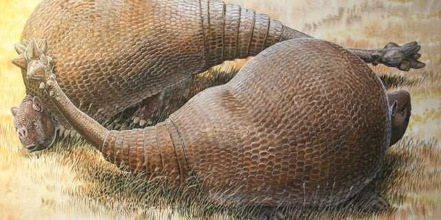 Two male glyptodonts (Doedicurus clavicaudatus) facing off: The massive, club-shaped tails were probably used more for intraspecific combat than defense against predators.  (Peter Schouten)
