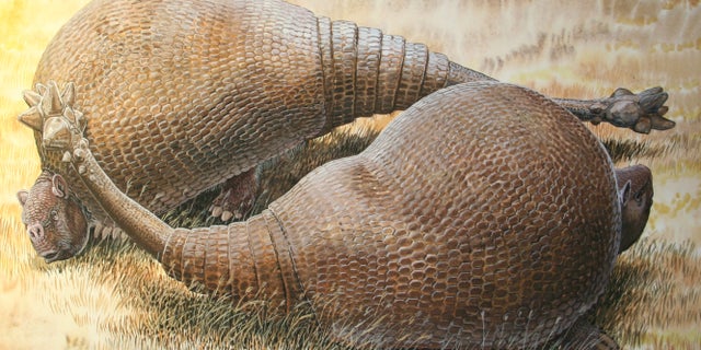 Two male glyptodonts (Doedicurus clavicaudatus) facing off: The massive, club-shaped tails were probably used more for intraspecific combat than defense against predators. (Peter Schouten)