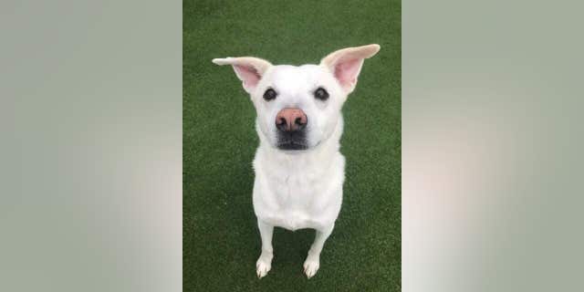 Moses was normally a docile dog, his family said.