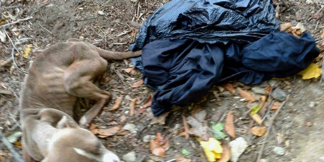 This Nov. 23, 2016, photo provided by Barbara Adams via the Pennsylvania Society for the Prevention of Cruelty to Animals, shows the emaciated dog she noticed inside a trash bag that day in Wissahickon Valley Park in Philadelphia.