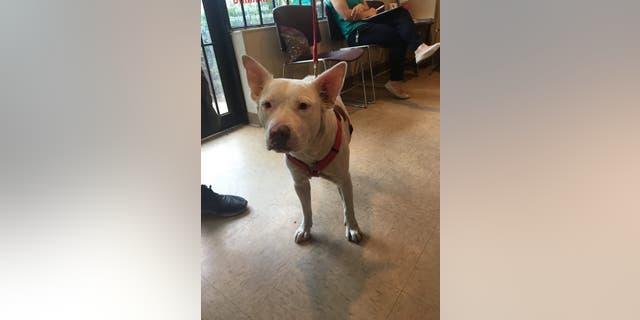 Officer Wester paid for Karma's vet bill.