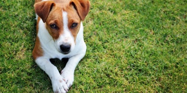 A TikTok user named Ambyr S. has gone viral on TikTok after revealing that she named her child after her dog (not pictured) that had died. A number of TikTok users have been commenting on Ambyr's video – humorously revealing pet names that would arguably never work for a baby.