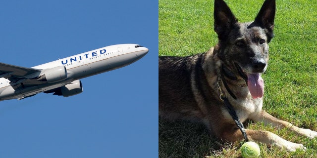 United sent a family's dog, Irgo, to Japan instead of Kansas by mistake.