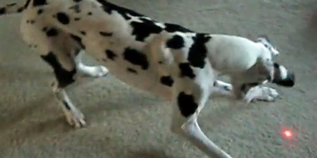 A dalmation chasing a laser beam.