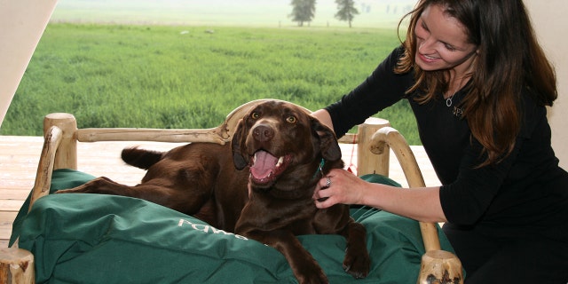 dog massage, the resort at paws up