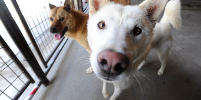 Some of the dogs who were rescued before they would have been killed for meat in South Korea.