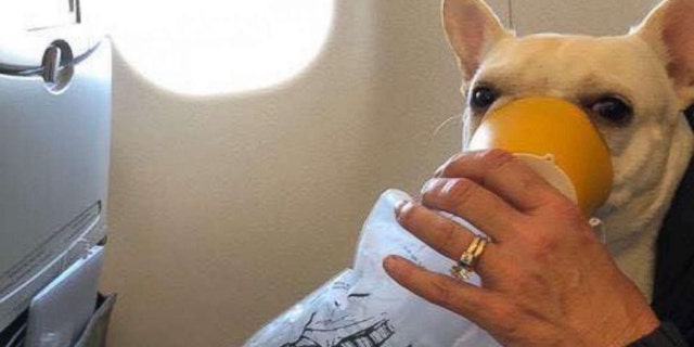 Darcy was treated for hypoxia – a lack of oxygen in the body – by her owner who held the oxygen mask over the dog’s face.