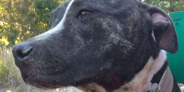 March 4, 2015: Photo of "R&R," rescued from train tracks by Tampa police,