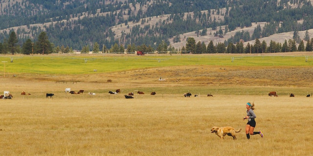 dog running, the resort at paws up