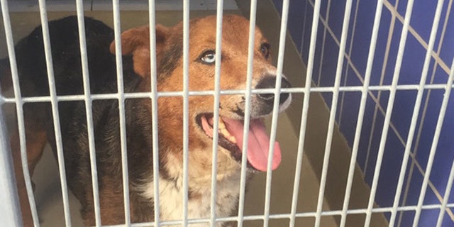 One of the dogs seized after an attack on a woman at Texas home. (Austin Animal Protection)