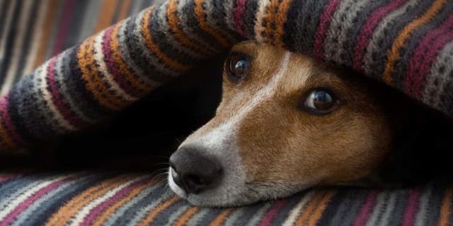 dog-under-blanket