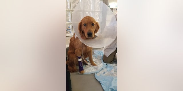 dog well 2