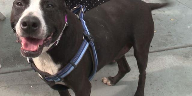 missing dog found