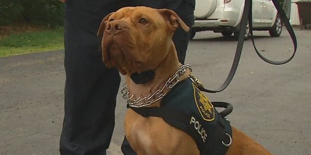 Leonard, the pit bull, was set to be euthanized at a Marysville, Ohio, shelter but will now be the first K9 for the Clay Township Police Department.
