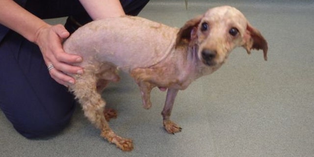 Benji, seen after his haircut.
