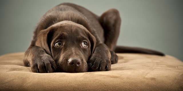 No-pet policies can prove challenging for hotels to navigate during weather emergencies.