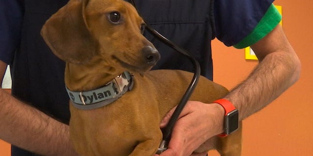 Dr. Giacomo Gianotti, Head of Anestheia at the Veterinary Hospital of the University of Pennsylvania, Ryan's Hospital. Penn Vet's Ryan Hospital in Philadelphia provides care for dogs, cats, and other domestic/companion animals, handling more than 30,000 patient visits a year, some 9,000 of which are emergency cases.