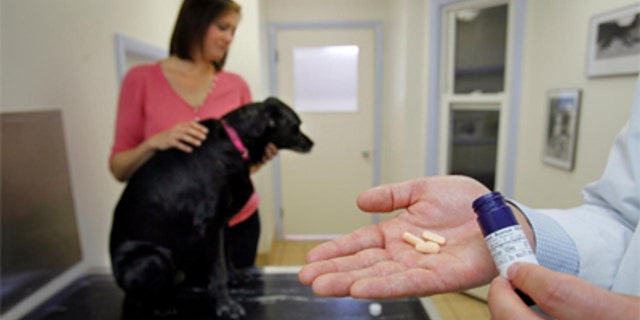 n this May 13, 2011 photo, veterinarian Bennett Wilson shows generic arthritis pills he prescribed for 12-year-old Maggie, seen in the background with her master, Samantha Lowe, in Portland, Maine. Just as in human health care, generic drugs are becoming a way to save costs. Sales of pet generics have doubled over the past year, according to a Portland-based company that makes generics for pets. (AP Photo/Robert F. Bukaty)