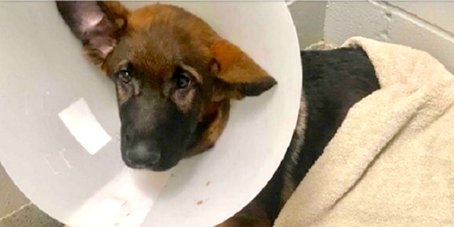A dog named Atlas was abused so severely it died in February, cops say.