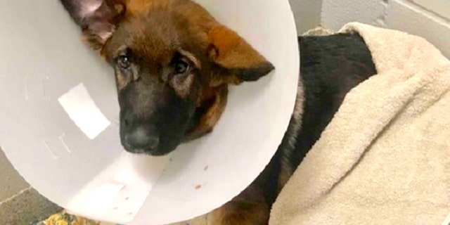 A dog named Atlas was abused so severely it died in February, cops say.