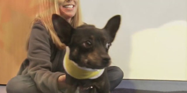 Poncho, a stray dog in Georgia, was brought to DeKalb County Animal Services when he was found with a cord wrapped around his neck and a torn trachea.
