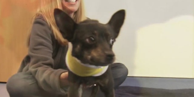 Poncho, a stray dog in Georgia, was brought to DeKalb County Animal Services when he was found with a cord wrapped around his neck and a torn trachea.