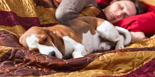 The sleeping woman and its dog in bedroom,focus on foreground
