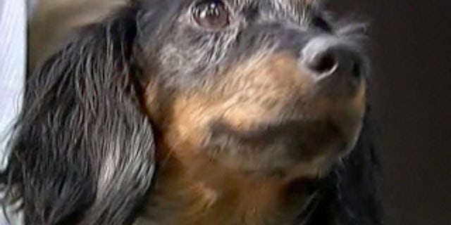 Lola was found in the rubble of her apartment which had been decimated by fire a month earlier.