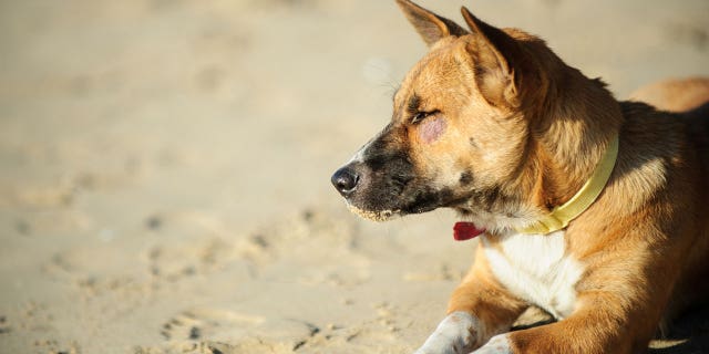 Certain vendors in Bali have been selling beachgoers dog meat, according to an Australian news outlet.