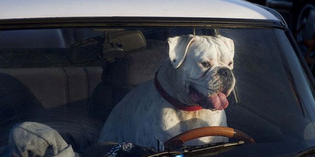AAA study finds that Driving with Pets in your car is just as distracting as texting.