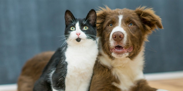 If you already have a dog in your home, think carefully about whether your pet will feel comfortable having a new cat in the house. 