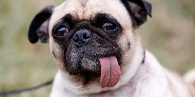 Daisy, a nine-year-old Pug, is seen during the 24th annual World's Ugliest Dog Contest at the Sonoma-Marin Fair in Petaluma, California, June 22, 2012. REUTERS/Stephen Lam (UNITED STATES - Tags: ANIMALS SOCIETY)