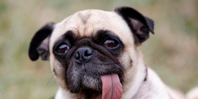 Daisy, a nine-year-old Pug, is seen during the 24th annual World's Ugliest Dog Contest at the Sonoma-Marin Fair in Petaluma, California, June 22, 2012. REUTERS/Stephen Lam (UNITED STATES - Tags: ANIMALS SOCIETY)