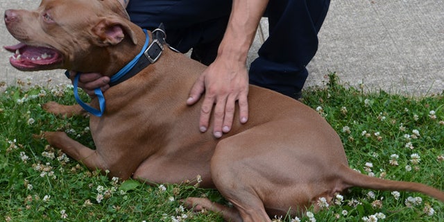 This photo shows Ace, a pit bull, resting outside the home of Lindsay and James Bernard of Indianapolis after the home caught fire on July 16, 2014. (AP/Indianapolis Fire Department)