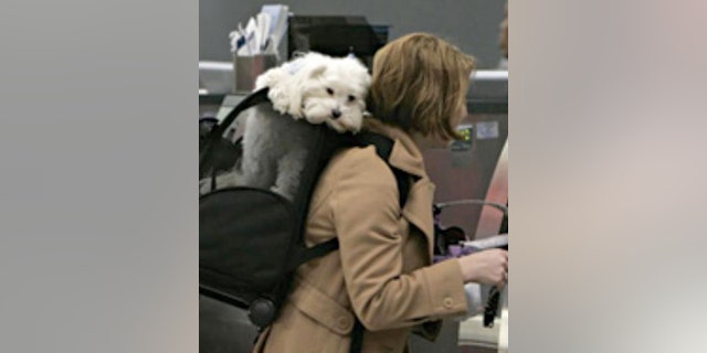 People are gaming the system so pets get special seating during flights.