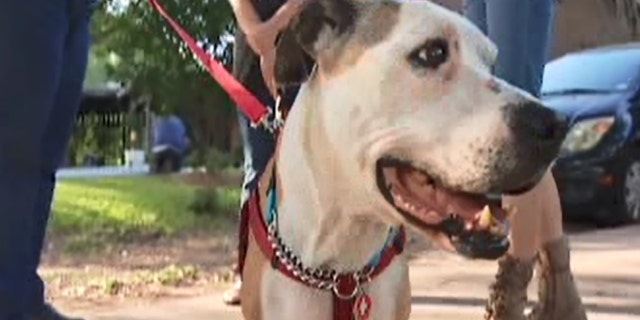 Ladybird was brought back to Texas after a 3-year, 1,700-mile journey.