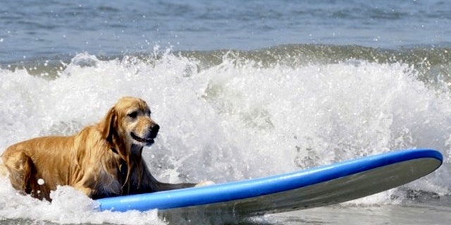 This luxury dog vacation package includes surfing lessons for your pet.